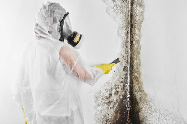 Best Mold Testing  in Springdale, PA