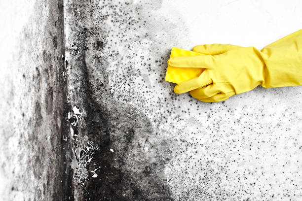 Best Commercial Mold Removal  in Springdale, PA
