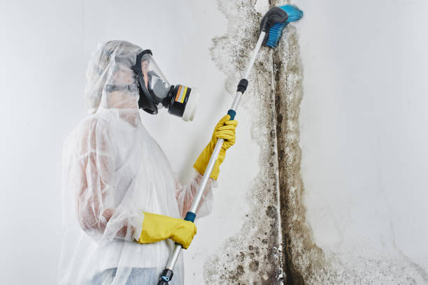 Best Mold Remediation Services  in Springdale, PA