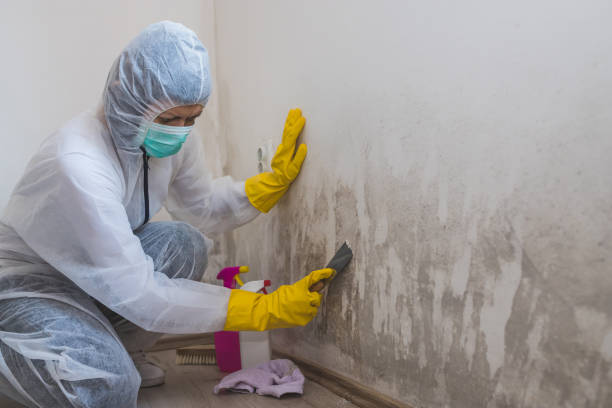 Best Black Mold Removal  in Springdale, PA
