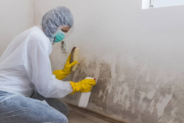 Best Certified Mold Removal  in Springdale, PA