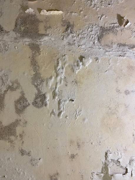 Best Attic Mold Removal  in Springdale, PA