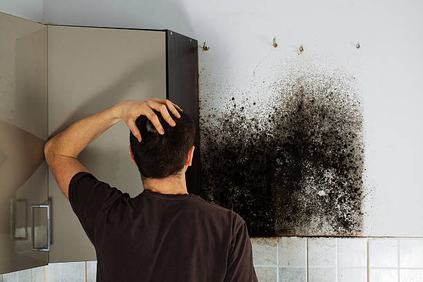 Best Residential Mold Removal  in Springdale, PA