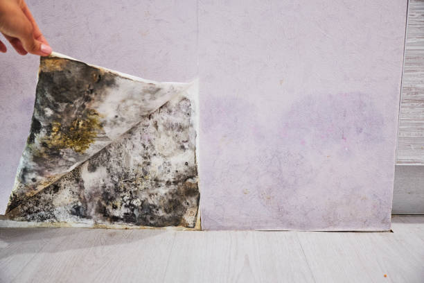 Best Mold Testing  in Springdale, PA